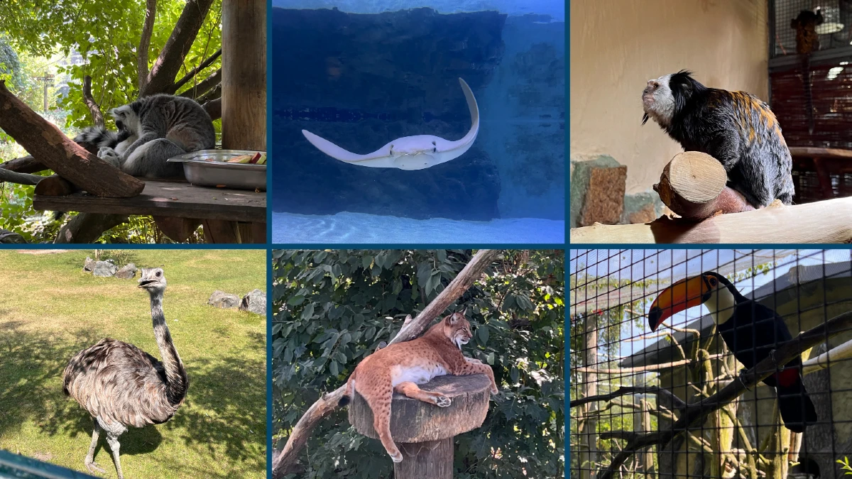 ZOO Opole - atrakcje, cennik, godziny otwarcia