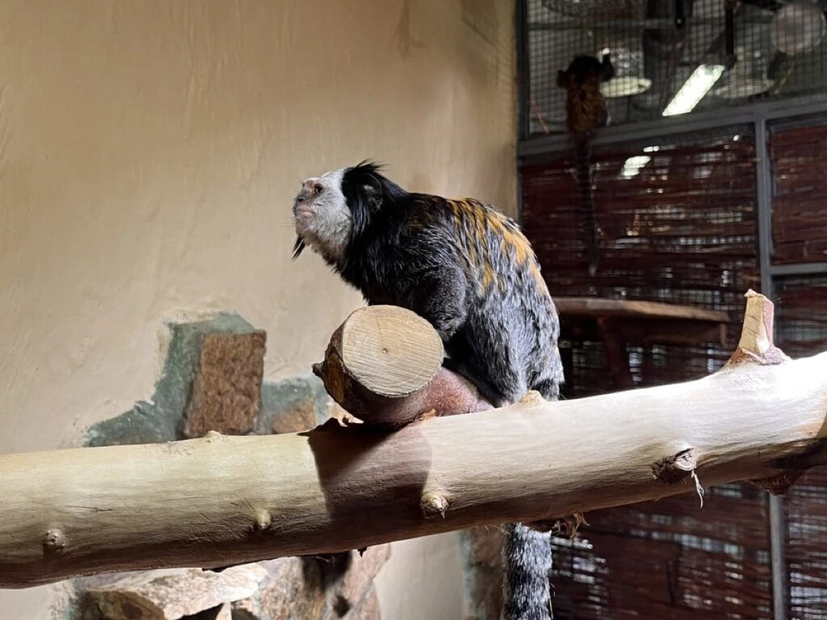 Mieszkańcy ZOO w Opolu