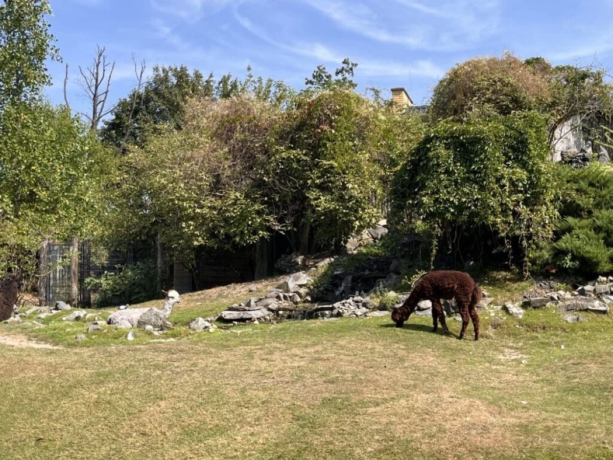 Mieszkańcy ZOO w Opolu