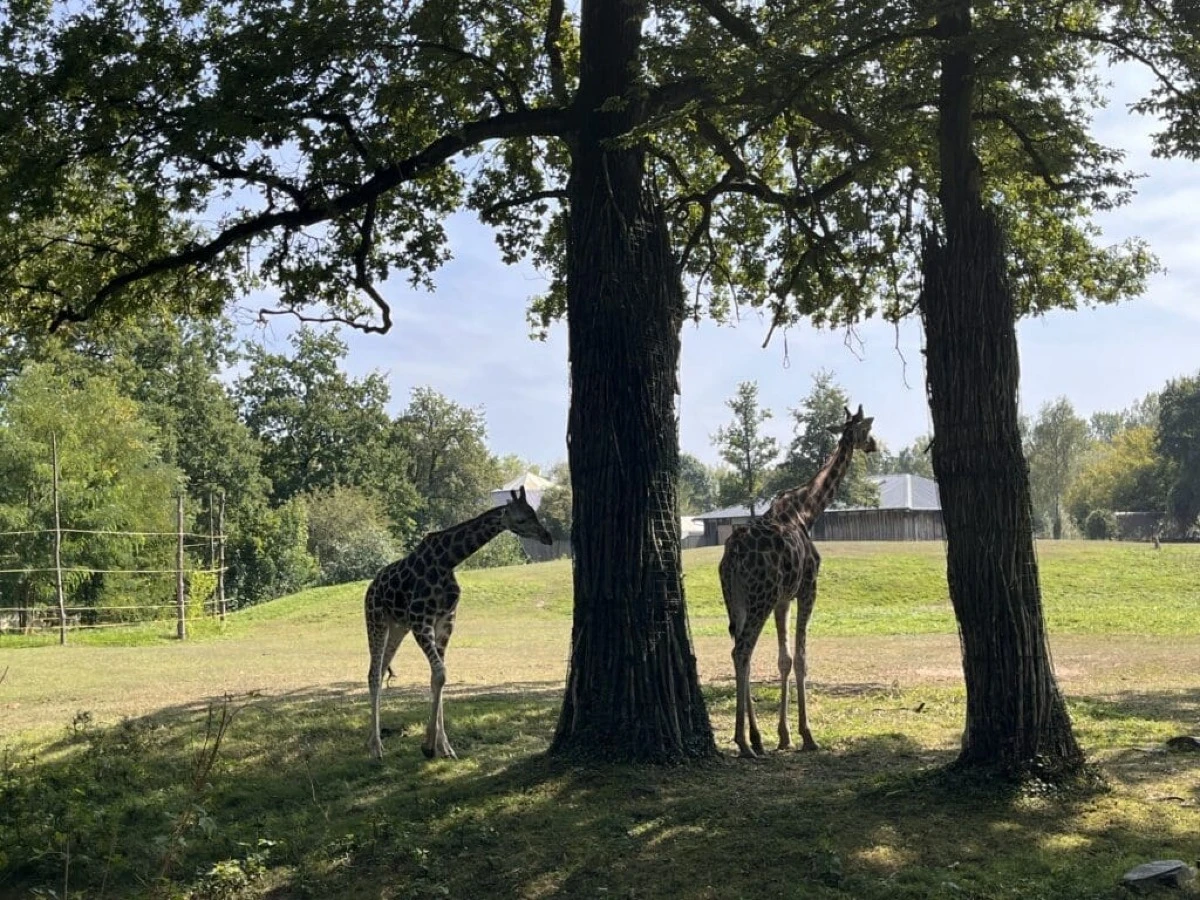 Mieszkańcy ZOO w Opolu