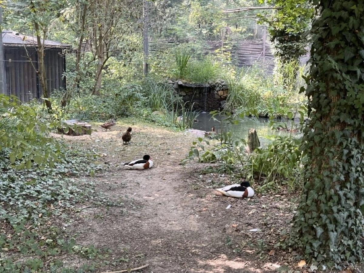Mieszkańcy ZOO w Opolu