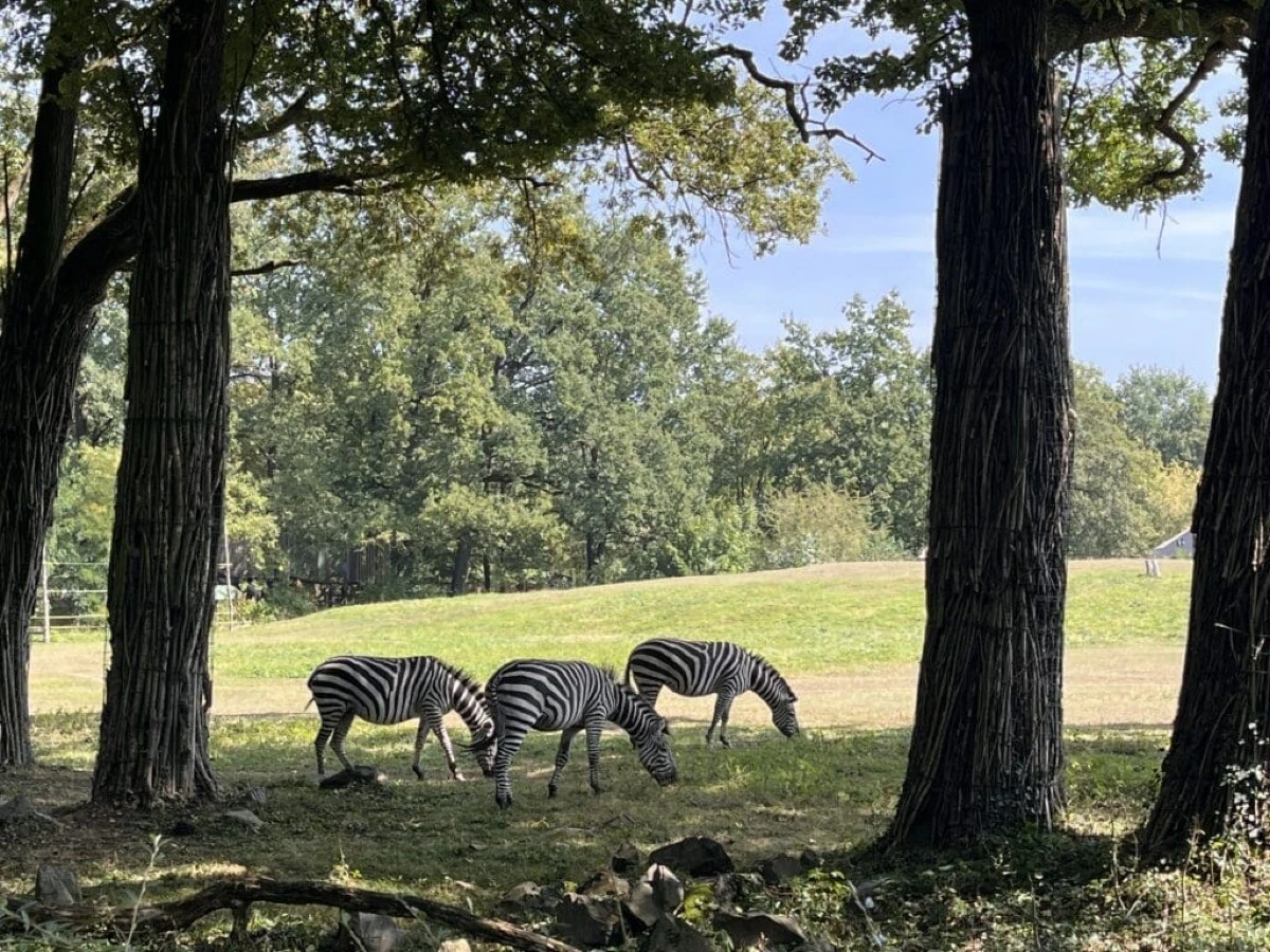 Mieszkańcy ZOO w Opolu
